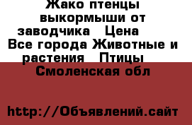 Жако птенцы выкормыши от заводчика › Цена ­ 1 - Все города Животные и растения » Птицы   . Смоленская обл.